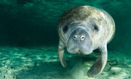 $26 for Three-Hour Manatee Snorkeling Tour from Adventure Diving ($55 Value)