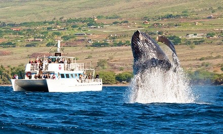 Two-Hour 360 View of Whale Watching Off the Coast of Lahaina with Humpback Naturalists Aboard (Up to 30% Off)