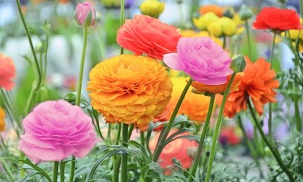 Pre-Order: Double Dutch Buttercup Mixed Flower Bulbs (15-, 30-, or 75-Pack with Bulb Planter)