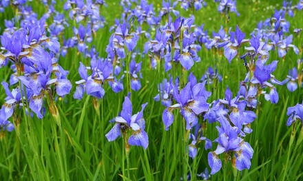 Bees & Butterflies Love Giant Purple Siberian Iris Bulbs (3-, 6- or 12 Pack)