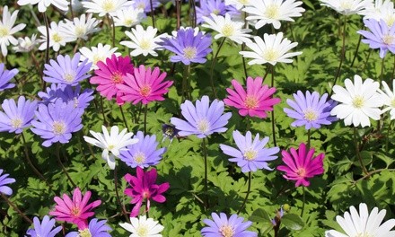 Pre-Order: Anemone Dutch Fireworks Flower Bulbs Mix (30, 45, 90-Pack with Flower Bulb Planter)