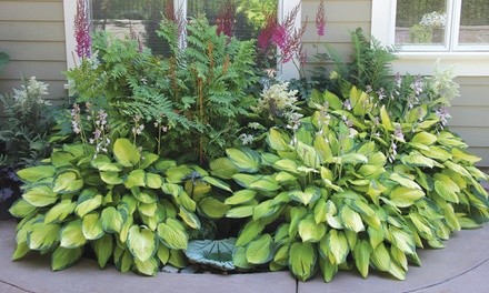  Mixed Heart-Shaped Hosta Bare Roots (6-, 12-, or 24-Pack with Planting Shovel)