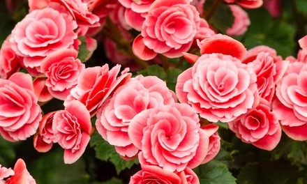  Strawberry Ripple Begonia Flower Bulbs (4-, 8-, 16-Pack with Bulb Planter)