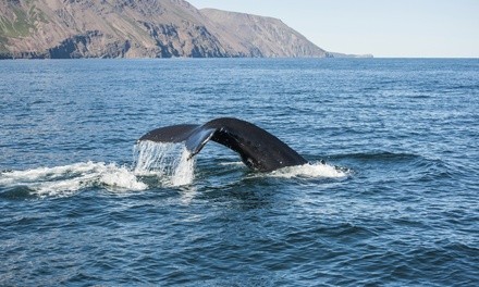 Whale Watching Adventure for 1, 2, 10, or 20 at Icy Strait Whale Adventures (Up to 8% Off)