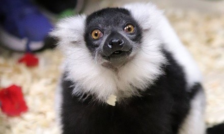 Annual Pass for One or Family Annual Pass to Houston Aquarium and Animal Adventure (Up to 50% Off)