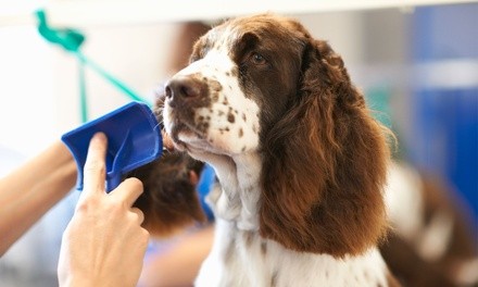 Basic Grooming Package at Two Dogs and a Cat Pet Club (Up tp 59% Off). Two Options Available.