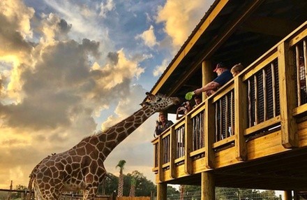 Drive-Thru Safari Park Entry w/ BBQ Lunch & Digital Images at Wild Florida (Up to 24% Off). 4 Options Available.