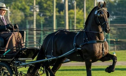 Up to 50% Off on Horse Back Riding - Recreational at Mountain View Training Center