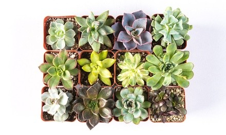 Handpicked Succulents 2