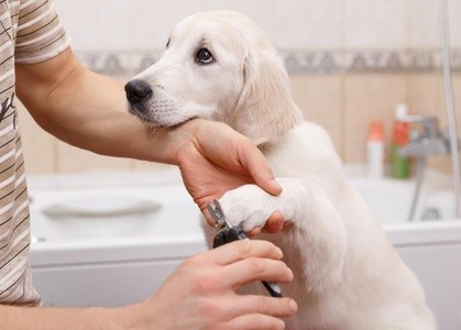 Up to 50% Off on Pet - Grooming / Salon at Jossi Lu House of Grooming