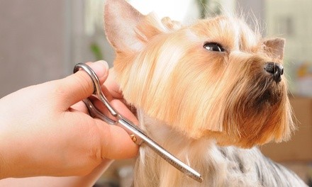 Up to 35% Off on Pet - Grooming / Salon at The Canine Clippery