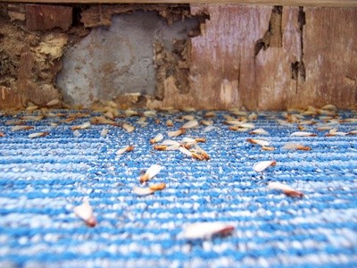 Up to 90% Off on Pest Control Service - Termite at On Demand Pest Control