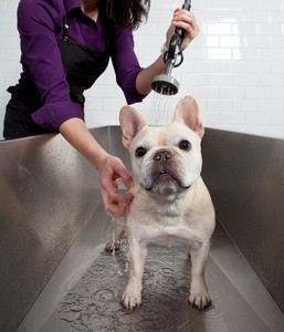 Up to 50% Off on Pet - Grooming / Salon at Snooty LaRue Pet Spa & Play