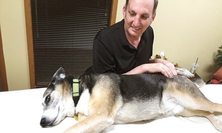 Pain-Relief Treatment for Dogs at Neuro-Fascial Re-Education (Up to 23% Off). Five Options Available.