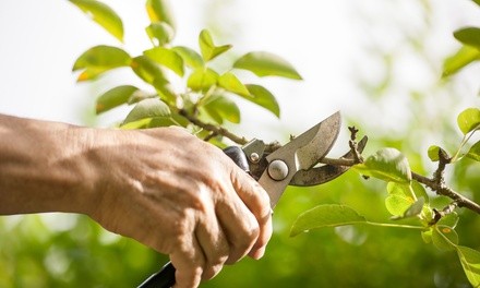 Up to 46% Off on Landscaping at Ridgewood Professional Services