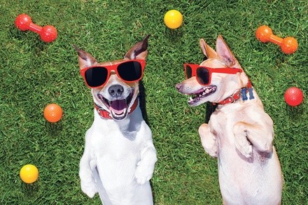 $20 For $40 Toward Grooming, Boarding Or Daycare