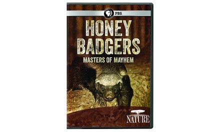 NATURE: Honey Badgers: Masters of Mayhem DVD