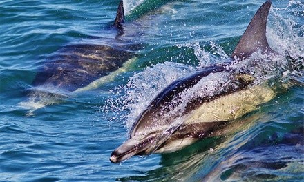 Three-Hour Whale-Watching Tour for One, Two, or Four from H&M Landing (Up to 56% Off)