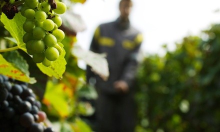 Napa Valley Wine Hike Experience for Two or Four at Buhman Estate Vineyards (Up to 54% Off)