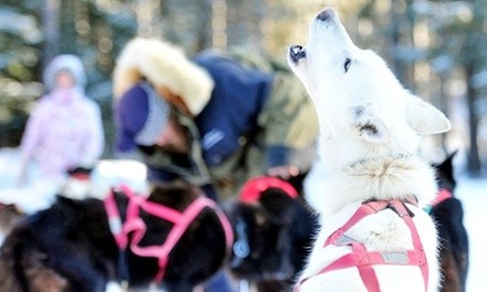 Single-Day Dogsledding Trip at White Wilderness Sled Dog Adventures from December 16 to March 21 (Up to 28% Off)