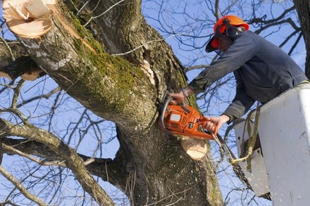 Up to 40% Off on Tree Trimming at Ideal Landscaping