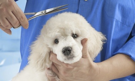 Up to 36% Off on Pet - Grooming / Salon at Doggie Dog Salon