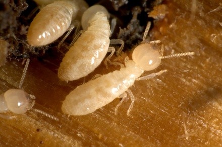 Up to 80% Off on Pest Control Service - Termite at Aguirre Fumigation