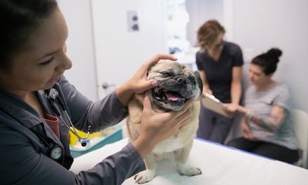 $216 for a Dental Package at Tango Animal Hospital ($396 Value)