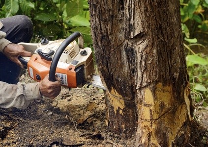 35% Off Tree Removal