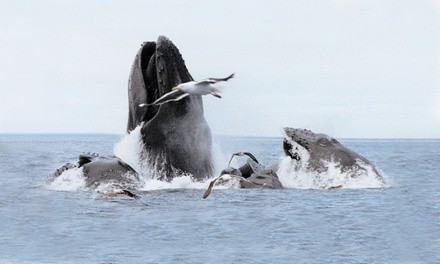 Four-Hour Whale-Watching Cruise for One, Two, or Four Adults from Cape Ann Whale Watch (Up to 40% Off)