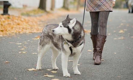 Five Dog Walks from Wasilla Pet Care (55% Off)