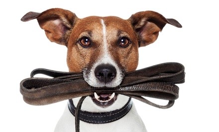 $30 for $60 Worth of Services — Little River Pet Care