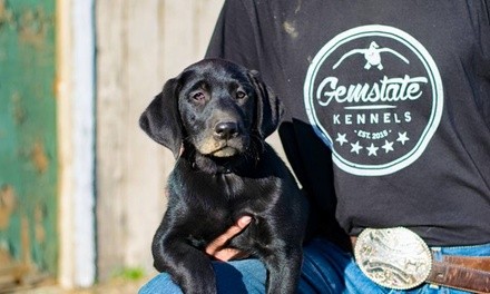 $20 for $40 Worth of Services — Gem State Kennels