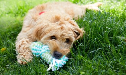 One Day of Dog Daycare or One Week or Month of Unlimited Dog Daycare at Crate Escape (Up to 77% Off)