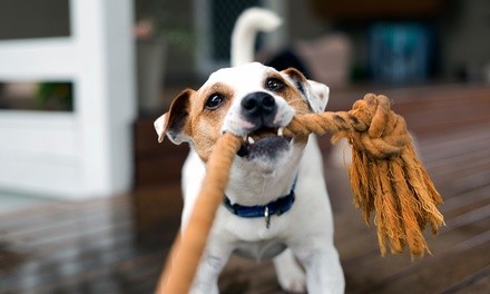 One or Three 60-Minute Dog-Obedience Lessons from Furry Fundamentals Dog Training (Up to 45% Off)