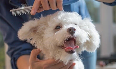 Up to 64% Off on Grooming - Pet (Retail) at Poochie's Grooming Salon