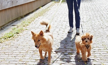 $14 for $25 Worth of Services — Best Friends Pet Sitting