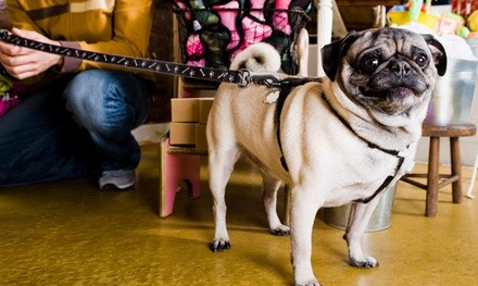 Four Days of Pet Sitting Services from All In One Pet Care (46% Off)