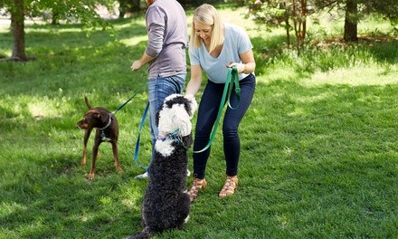 One, Three, or Six Dog-Walking Sessions from Four Legged Care (Up to 32% Off)