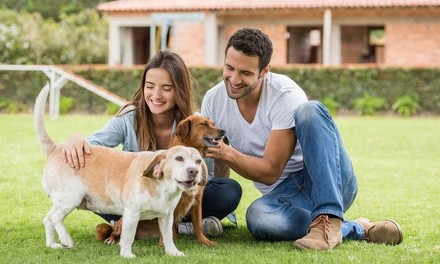 One or Two In-Home One-Hour Canine Reiki, Qigong and Energy Healing at Canine Energy Healing (Up to 85% Off)