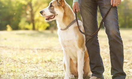 Three Dog Walks from Scotty's Pet and Home Watch (47% Off)