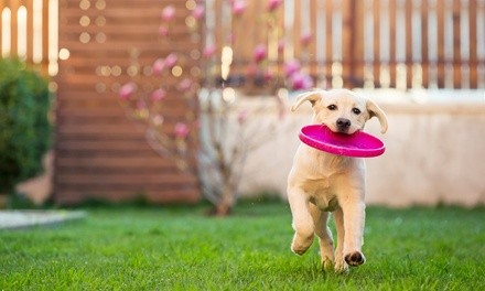 $25 for $50 Worth of Services — Ruby’s K9 Corral