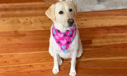 Up to 43% Off at Bella’s Fur Baby Bandannas