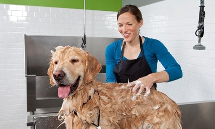 $5 for $10 Worth of Services — Paws Salute