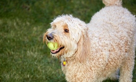 $11 for $20 Worth of Services — Aurora Puppy Daycare