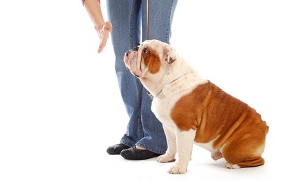 One Private Obedience-Training Session from The Canine Brigade (47% Off)