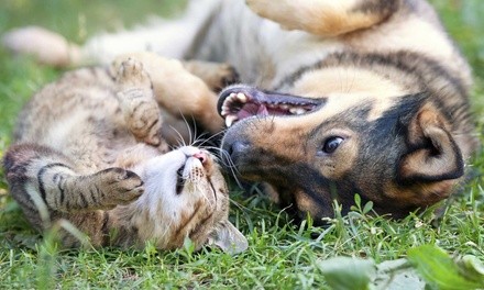 Doggy Daycare or Cage-Free Pet Boarding at Puppy Love Dog Grooming (Up to 36% Off). Four Options Available.