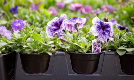 $15 for $30 Worth of Plants and Nursery Supplies at Lotus Gardens Outdoor Living Center