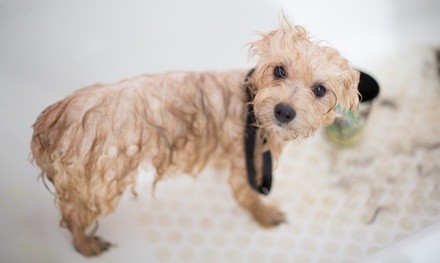 $15 for Dog Spa Bath Package with Bath, Ear Cleaning, and Nail Trim at Happy Tails Pet Spa ($35 Value)