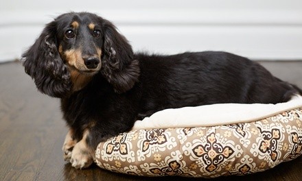 Bath and Brush for a Small, Medium, or Large Dog from Dirty Dog Make Over